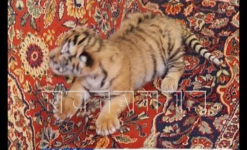 Сотрудники зоопарка выкармливают новорожденного тигренка