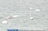 Десятки лебедей поселились на озере в Вадском районе