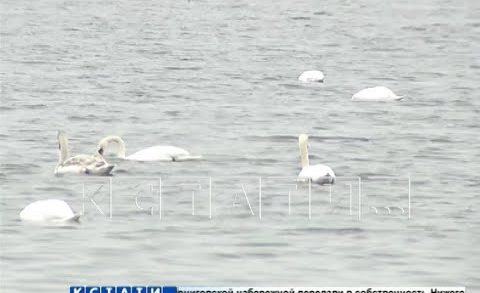 Десятки лебедей поселились на озере в Вадском районе