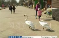 Летний сезон в Сормовском парке открыли лебедиными гуляниями
