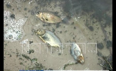 Массовый замор рыбы фиксируется в озерах разных районов Нижегородской области