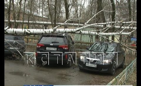 Одна береза раздавила сразу 4 автомобиля в Московском районе