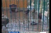 Волки в Балахнинском зоопарке из-за паводка из млекопитающих превратились в водоплавающих