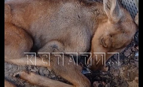 Дачники в Семеновском районе спасли погибающего в лесу полуторамесячного лосенка