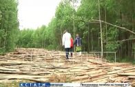 Дорогу на кладбище из горбыля — отходов лесопилки — построили в Семеновском районе