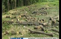 На Щелковском хуторе начали вырубать деревья. Под застройку отданы участки до самого озера.