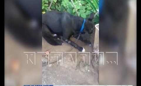 На собаку, которую спасли зоозащитники от хозяйки, желавшей ее убить, совершено новое покушение