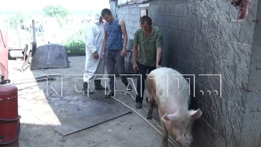 Из-за африканской чумы свиней, домашних животных забивают в Воротынском районе
