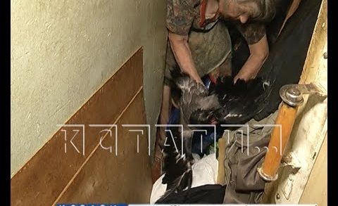 Ручная ворона и мусор от пола до потолка — семья «плюшкиных» отравляет жизнь дома в Балахне
