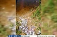 Тысячи особей рыб гибнут на выксунских озерах из-за заражения солитером