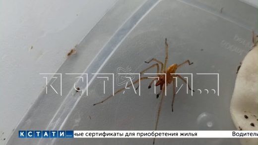Ядовитые пауки неизвестно откуда появились в Балахне