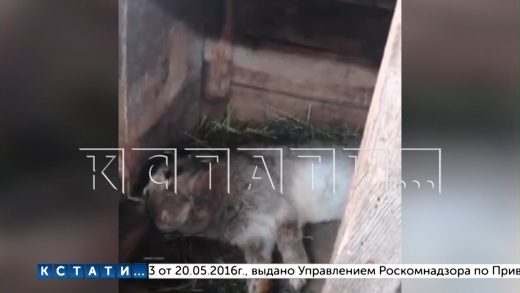 Жители Выксунского района напуганы нападением неизвестного трехпалого зверя — подозревают Чупакабру