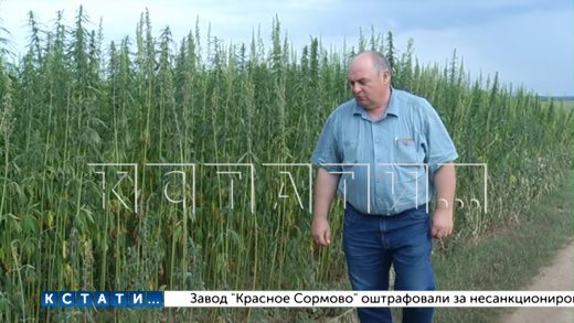 70 гектаров конопли высажены в Кстовском районе, первая партия уже отправлена на переработку