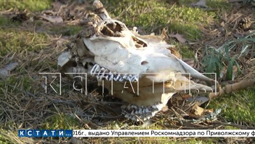 Лесной детектив — жители Дзержинска обнаружили останки растерзанного животного