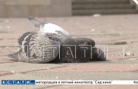 Массовая гибель голубей Нижнем Новгороде может быть вызвана азиатской чумой птиц
