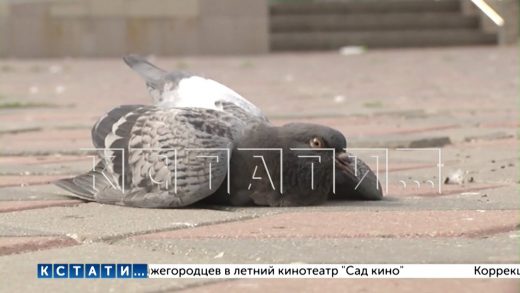 Массовая гибель голубей Нижнем Новгороде может быть вызвана азиатской чумой птиц