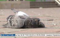 Птичий мор — сотни голубей ежедневно по неизвестной причине погибают в Нижнем Новгороде