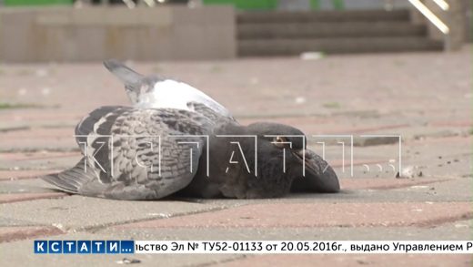 Птичий мор — сотни голубей ежедневно по неизвестной причине погибают в Нижнем Новгороде