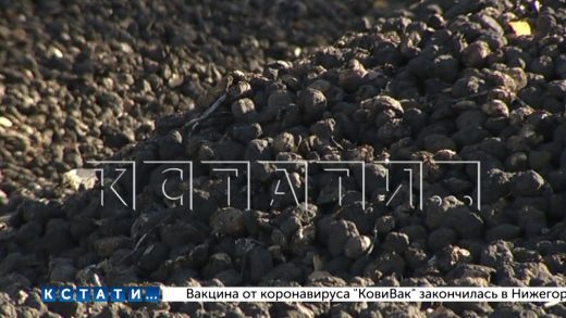 Сотни тонн картофеля сгноили на опушке леса в Шатковском районе