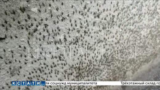 Подпольные болота с тропическим микроклиматом и тучами комаров появились в Балахне