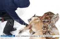 Зверский расстрел — в Выксунском районе массово отстреливают домашних собак