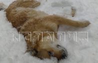 Массовое убийство собак в военном городке Мулино с использованием холодного и огнестрельного оружия