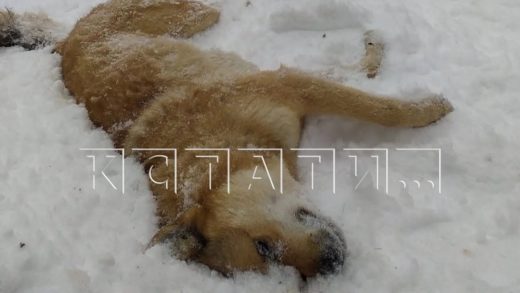 Массовое убийство собак в военном городке Мулино с использованием холодного и огнестрельного оружия