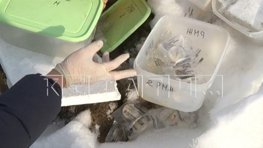 Медицинские отходы с анализами смертельно опасных болезней свалили на окраине Нижнего Новгорода