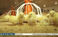 5 миллиардов рублей будут инвестированы в птицеводство в Нижегородской области