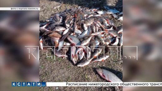 Массовая гибель нерестящейся рыбы на Горьковском водохранилище