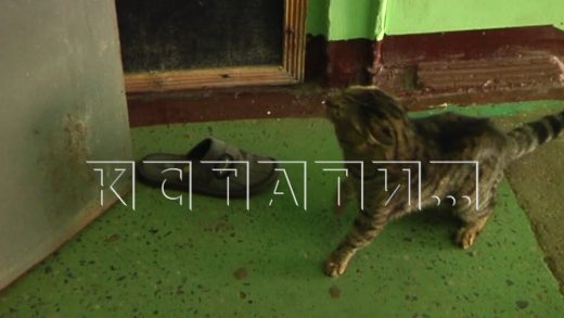 Сторожевой кот, защищая квартиру «Плюшкина» от соседей, напал на людей