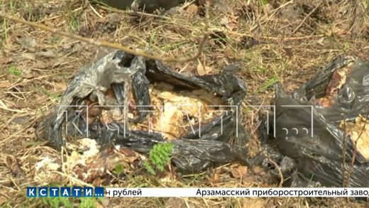 Свалку биоотходов организовали неизвестные в тихой роще Сормовского района