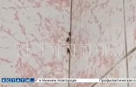 Тараканы заполонили пищеблок Детской городской больницы и оттуда расползаются по палатам