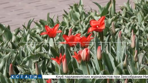 В этом году в Нижнем Новгороде будет высажено 36 000 квадратных метров цветников