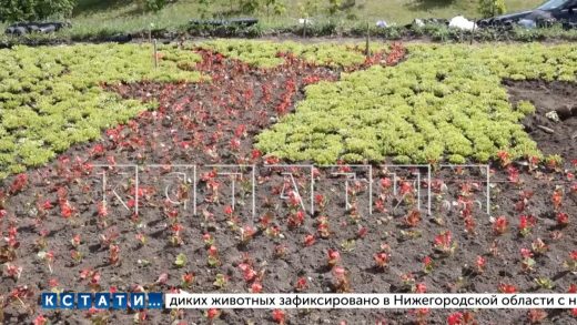 В Нижнем Новгороде в этом году планируется высадить 36000 квадратных метров цветников