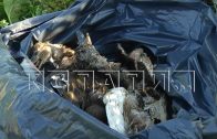 Более трехсот погибших птиц обнаружены на берегу реки в Кстовском районе