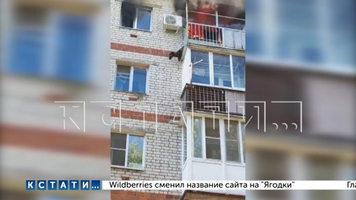 Чтобы спастись от пожара в квартире, спаниель выпрыгнул с балкона 5-го этажа и остался жив