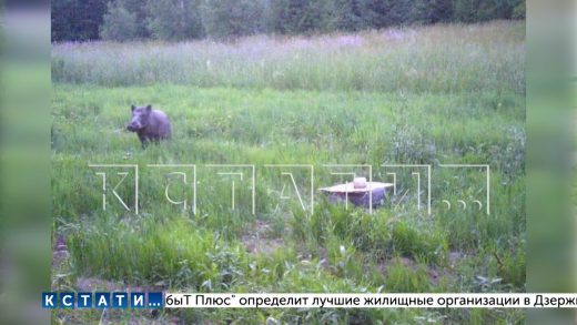 Кабаны разоряют огороды и поля на севере Нижегородской области