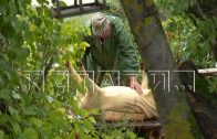 Из-за гибели кабанов в лесах, придется уничтожать домашнее поголовье свиней в Семеновском районе
