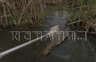 Массовое отравление рыбы в Артёмовских лугах — погибла и мелочь, и крупные особи