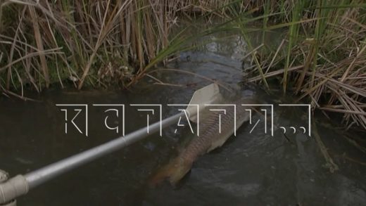 Массовое отравление рыбы в Артёмовских лугах — погибла и мелочь, и крупные особи