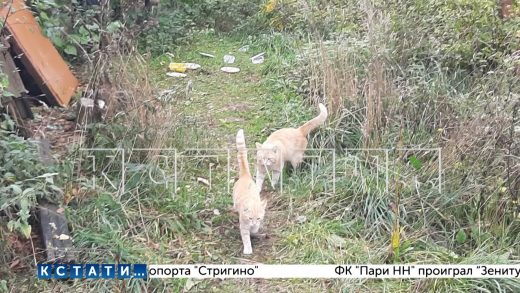 Кошка с котятами стали жертвами живодерства в Автозаводском районе