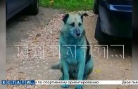 Синие собаки вернулись Дзержинск — новая стая крашеных около промзоны