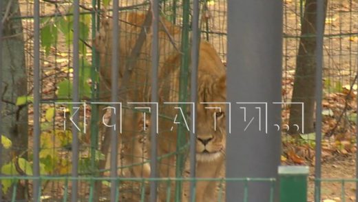 В Балахнинском зоопарке львица напала на женщину и затащила жертву в свой домик