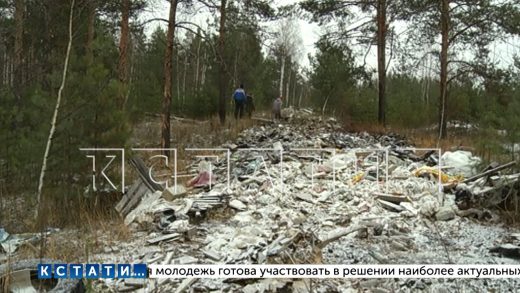 Леса в Балахнинском районе превращаются в огромную свалку с торчащими из мусора деревьями