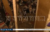 Свою квартиру в помойку с десятками полуживых кошек, превратила жительница Сормовского района