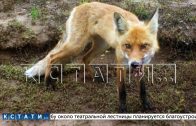 В Чкаловске взбесившаяся лиса напала на кавказскую овчарку. Отбивать собаку пришлось хозяину.