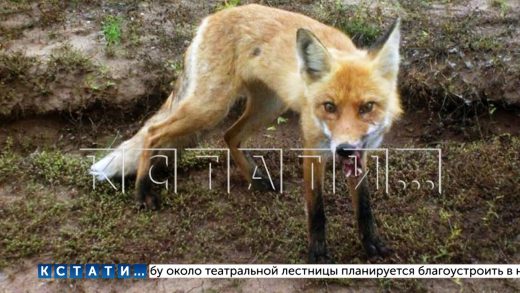 В Чкаловске взбесившаяся лиса напала на кавказскую овчарку. Отбивать собаку пришлось хозяину.