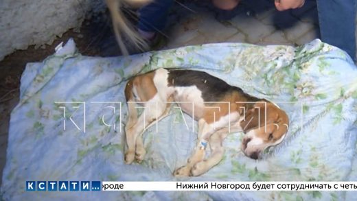 Жестокость под маской благополучия — в Дзержинске семья заморила свою собаку голодом до смерти