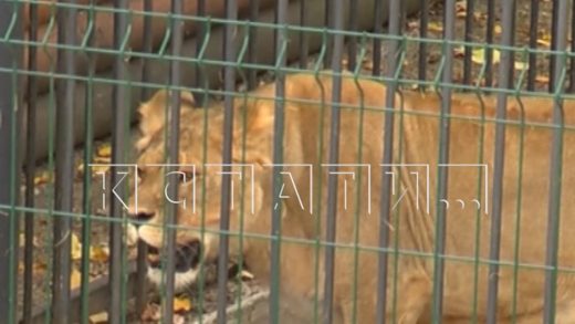 Дело о нападении льва на человека в зоопарке закрыто